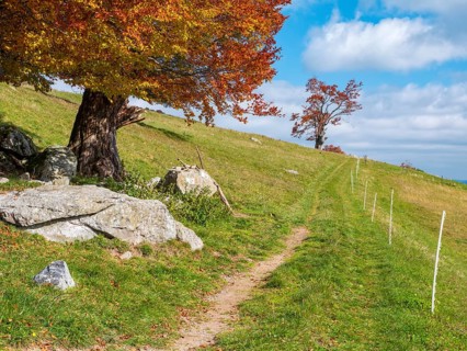 Hiking trail on Schauinsland, dirt road through meadows with old willow beech trees in full autumn