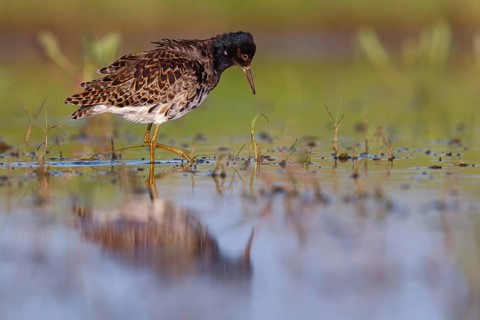 Ruff (Philomachus pugnax), male, Narew, Bialystok, Podlasie, Poland