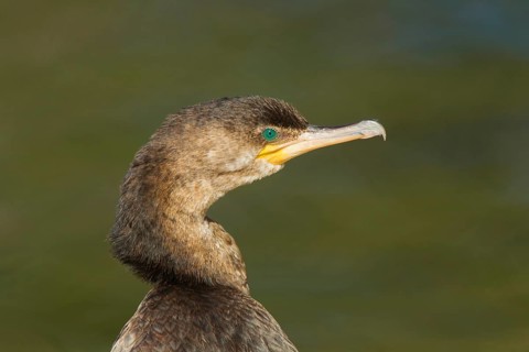 Neotropic Cormorant Phalacrocorax brasilianus Tucson, Arizona, United States 13 February Immature
