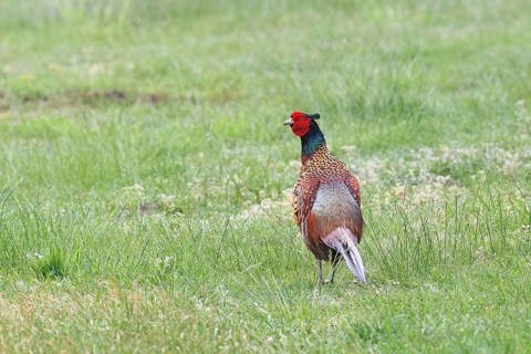 Pheasant, hunting pheasant (Phasianus colchicus), adult male bird in a meadow, wildlife, Lembruch,