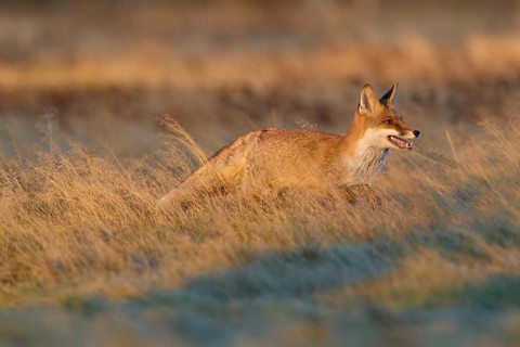 Red Fox (Vulpes vulpes), running in meadow at autumn