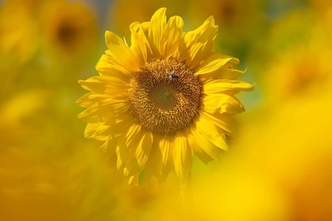 The sun shines down from the sky on a sunflower where some bees are collecting the nectar of the