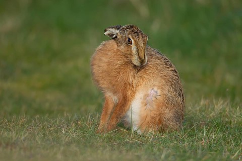 European brown hare (Lepus europaeus) adult animal resting in grassland, England, United Kingdom