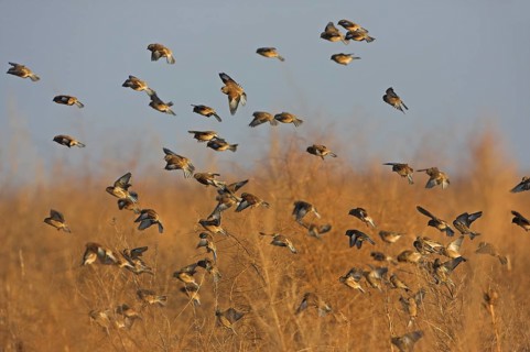 Common Linnet (Linaria cannabina), Rhineland-Palatinate, Germany