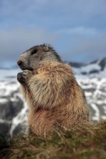 One adult Alpine Marmot, Marmota marmota, sitting erected, feeding on something. Großglockner