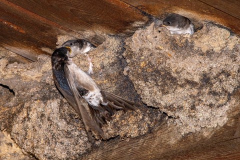 A house martin feeding its young, Eng-Alm, Karwendel Mountains, Tyrol, Austria