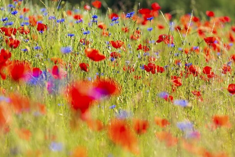 Corn poppy (Papaver rhoeas) and cornflower (Centaurea cyanus) in bloom in a meadow, Saxon