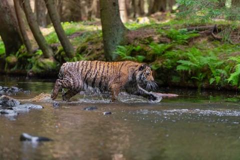 One young female Siberian Tiger, Panthera tigris altaica, walking thru the cool fresh water of a