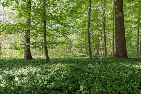 Forest floor covered with ramsons (Allium ursinum), Palatinate, Rhineland-Palatinate, Germany