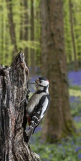 Great spotted woodpecker (Dendrocopos major), greater spotted woodpecker male foraging on tree