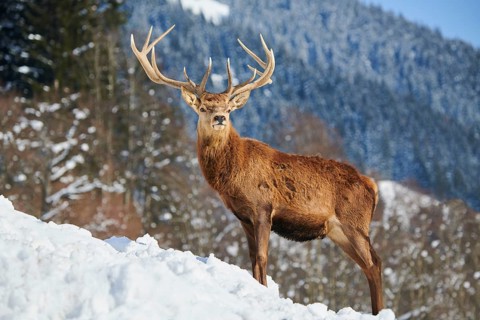 Red deer (Cervus elaphus) stag on a snowy meadow in the mountains in tirol, Kitzbühel, Wildpark