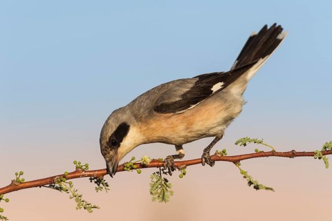 Lesser Grey Shrike (Lanius minor), Eilat, Israel