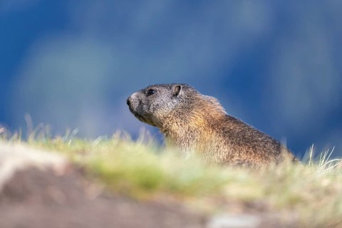 One adult Alpine Marmot, Marmota marmota resting on a rim. A mountain in the distant background