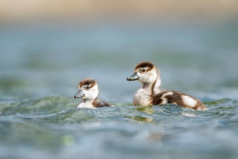 Egyptian goose (Alopochen aegyptiaca) chicks swimming on a lake, Bavaria, Germany