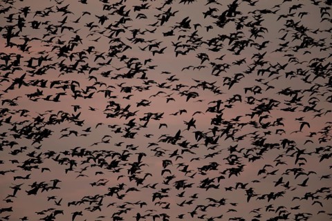 Pink-footed goose (Anser brachyrhynchus) adult geese birds in flight in a large flock or skein