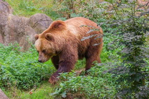A Kamchatka brown bear (Ursus arctos piscator) runs across dense vegetation between rocks
