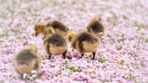 Canada goose chicks (Branta canadensis) five running through a meadow covered with pink cherry