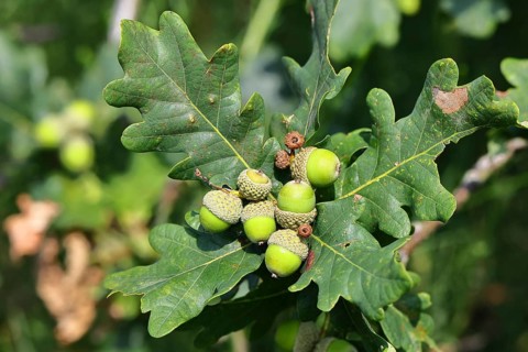 Acorns and leaves of sessile oak (Quercus sessiliflora), Wilnsdorf, North Rhine-Westphalia, Germany