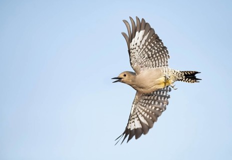 Gila Woodpecker (Melanerpes uropygialis) female calling in flight, Arizona, USA