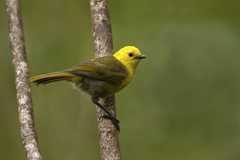 Yellowhead (Mohoua ochrocephala), Rakiura National Park, New Zealand