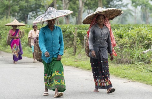 Bokakhat, India. 20 April 2024. Women tea pluckers returns after plucking tea leaves at a tea