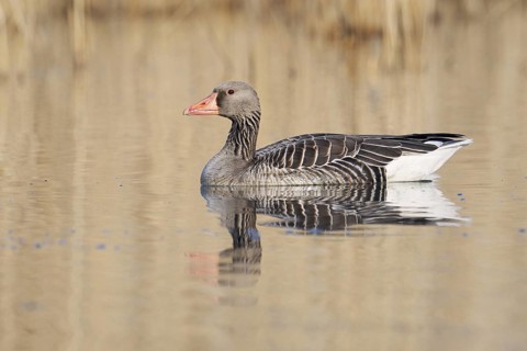 Greylag goose (Anser anser), swimming, North Rhine-Westphalia, Germany