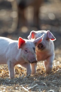 Domestic pig (Sus scrofa domesticus) two juvenile baby piglets farm animals in a field in summer,