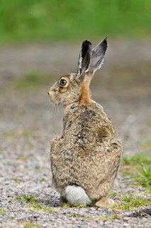 Young brown hare (Lepus europaeus), sitting on gravel, Texel, West Frisian Island, province of