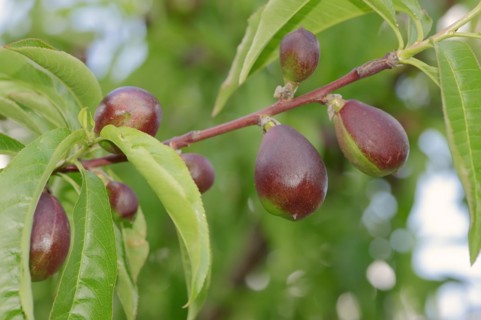 Nectarine (Prunus persica var. nucipersica), unripe fruit on the tree, Provence, southern France