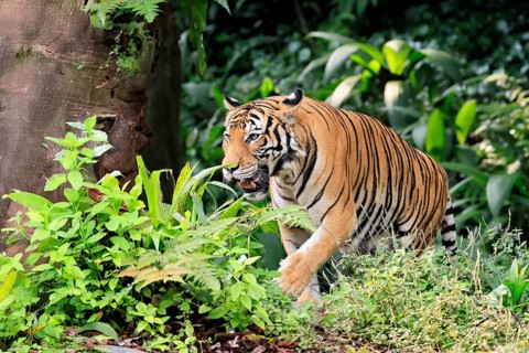 Malaysia tiger (Panthera tigris jacksoni), adult, running, stalking, vigilant, Malaysia, Southeast
