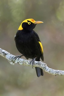 Regent Bowerbird (Sericulus chrysocephalus) male, Queensland, Australia