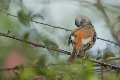 Swainson's Sparrow (Passer swainsonii) preening perched on a branch, Kafa, Ethiopia