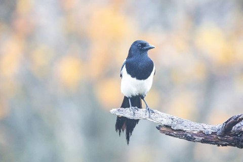 Magpie (Pica pica) Germany