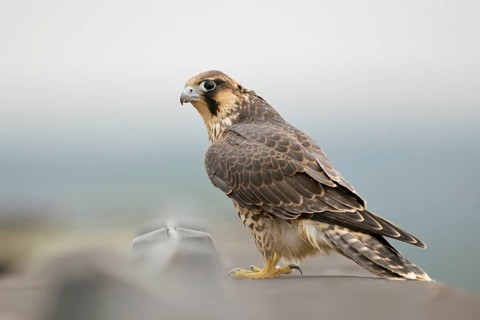 Peregrine Falcon (Falco peregrinus) young male, North Rhine-Westphalia, Germany