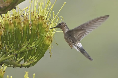 Giant Hummingbird (Patagona gigas), Ecuador
