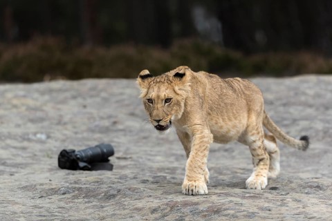 One female young lion (Panthera leo) running on a rocky plateau.Green vegetation in the background