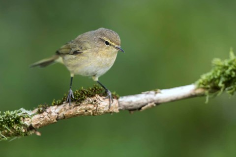 Common Chiffchaff (Phylloscopus collybita) perched on a branch, Mecklenburg-Western Pomerania,