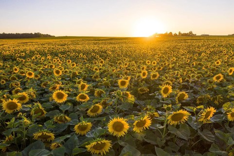 Field with sunflowers (Helianthus annuus) in bloom with setting sun, aerial view near Priestewitz,