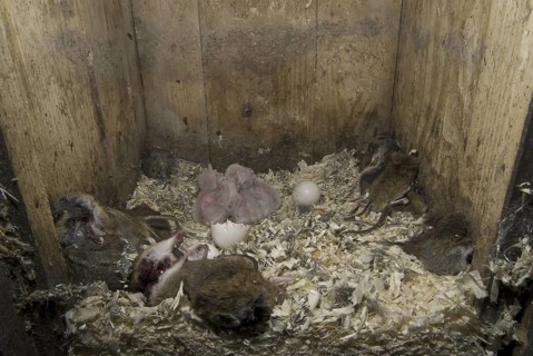 Boreal Owl - Nestbox (Aegolius funereus), Saxony, Germany