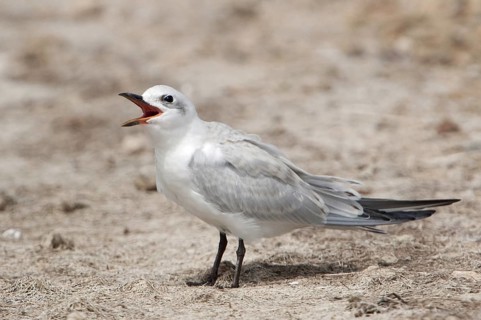 Gull-billed Tern (Gelochelidon nilotica), Texas, USA
