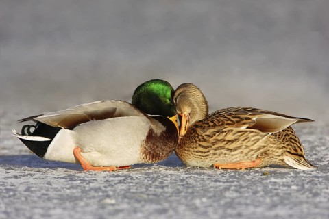 Mallard (Anas platyrhynchos), Berlin, Germany