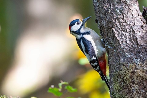 Great spotted woodpecker (Dendrocopus major) ml Germany
