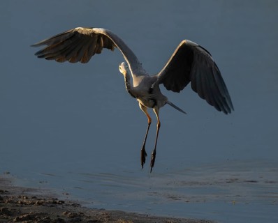 Grey heron (Ardea cinerea) approaching a shallow water zone of a lake, blue water, Lower Saxony,