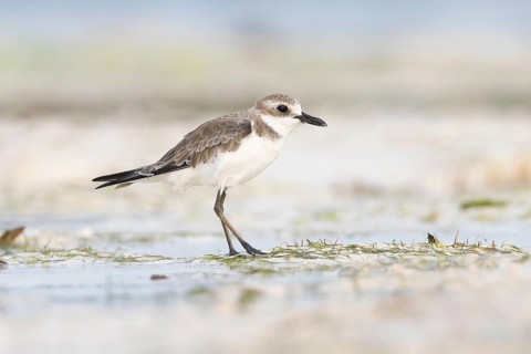 Greater Sand Plover (Charadrius leschenaultii), Zanzibar, Tanzania