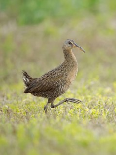 Clapper Rail (Rallus crepitans), Texas, USA