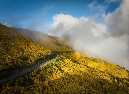Aerial view of road among yellow Cytisus blooming shrubs near Pico do Arieiro, Portugal in clouds