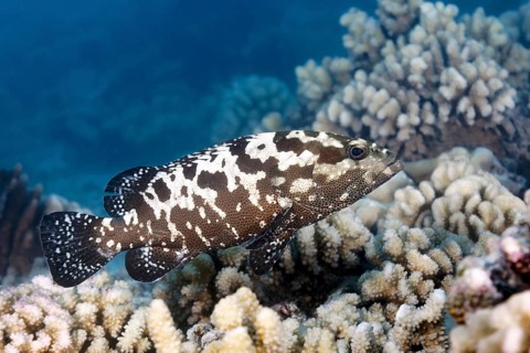 Camouflage grouper (Epinephelus polyphekadion), swimming over coral reef, Tuamotu Archipelago,