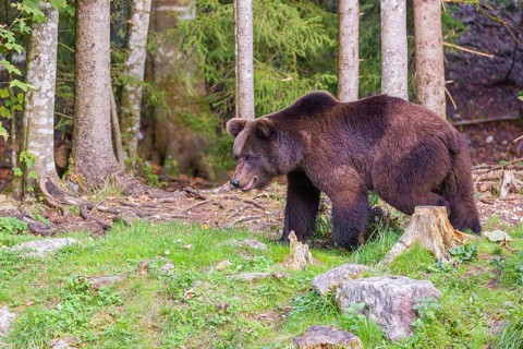 A young male brown bear (Ursus arctos arctos) runs through the undergrowth of a forest