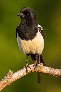 European magpie (Pica pica), perch, Ormoz area, Ormoz, Podravska, Slovenia