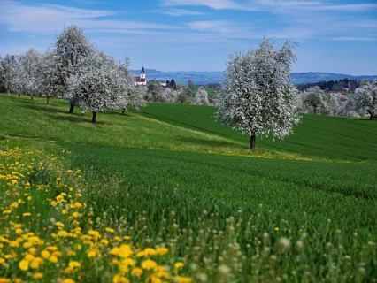 Flowering pear trees (Pyrus communis), Beinwil, Freiamt, Canton Aargau, Switzerland